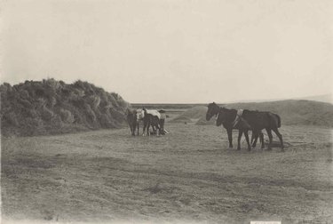 Threshing in Colmenar Viejo.