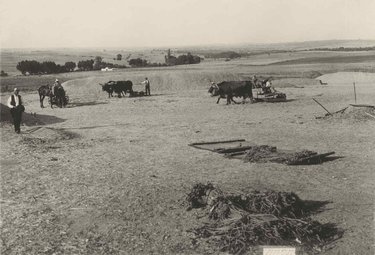 Threshing in Húmera. Province of Madrid.